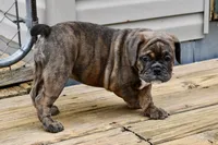 Coraline, a female Olde English Bulldogge for sale in Grove, OK – Photo 4 of 10
