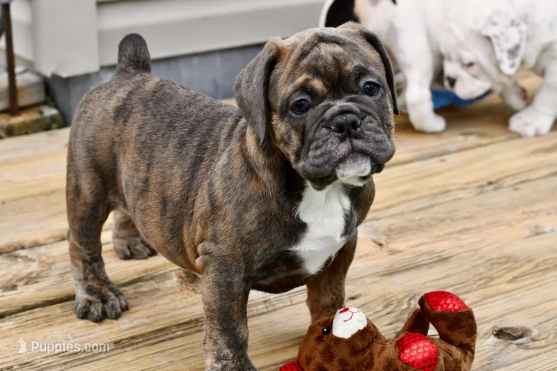 Coraline – Olde English Bulldogge puppy for sale in Grove, OK