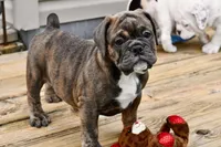 Coraline, a female Olde English Bulldogge for sale in Grove, OK – Photo 1 of 10