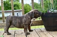 Coraline, a female Olde English Bulldogge for sale in Grove, OK – Photo 10 of 10