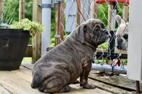 Coraline, a female Olde English Bulldogge for sale in Grove, OK – Photo 8 of 10