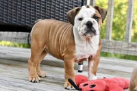 Kenya, a female English Bulldog and Olde English Bulldogge for sale in Grove, OK – 8 of 10