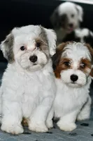 Pearl, a female Miniature Bernedoodle for sale in Grove, OK – 9 of 10