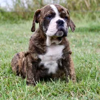 Clifford , a male English Bulldog and Olde English Bulldogge for sale in Grove, OK – 6 of 10
