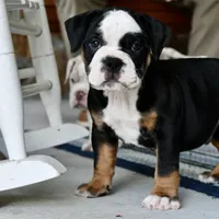 Jack, a male English Bulldog and Olde English Bulldogge for sale in Grove, OK – 8 of 10