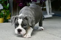 Hazel, a female English Bulldog and Olde English Bulldogge for sale in Grove, OK – 9 of 10