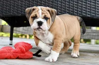 Petunia , a female English Bulldog and Olde English Bulldogge for sale in Grove, OK – 3 of 10