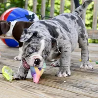 Hoss, a male English Bulldog and Olde English Bulldogge for sale in Grove, OK – 3 of 10