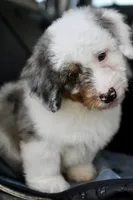 Winston, a male Miniature Bernedoodle for sale in Grove, OK – 7 of 9