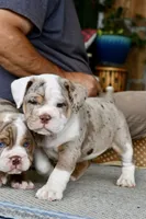 Stuffy, a male English Bulldog and Olde English Bulldogge for sale in Grove, OK – 2 of 10