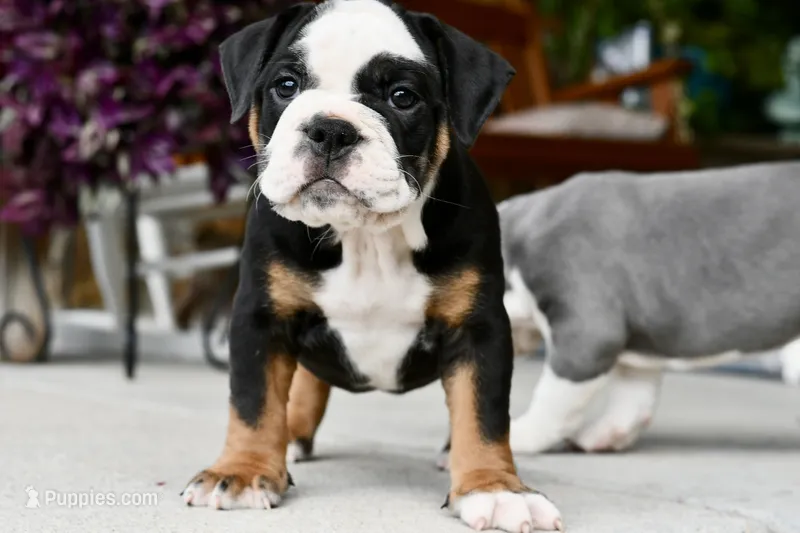 Jack – English Bulldog, Olde English Bulldogge puppy for sale in Grove, OK