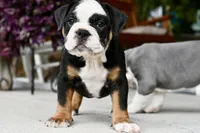 Jack, a male English Bulldog and Olde English Bulldogge for sale in Grove, OK – 1 of 10