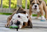 Kenya, a female English Bulldog and Olde English Bulldogge for sale in Grove, OK – 3 of 10