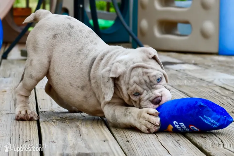 Pippa – English Bulldog, Olde English Bulldogge puppy for sale in Grove, OK