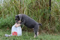 Darla, a female English Bulldog and Olde English Bulldogge for sale in Grove, OK – 5 of 10