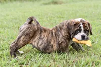 Clifford , a male English Bulldog and Olde English Bulldogge for sale in Grove, OK – 5 of 10