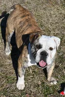Sophie, a female English Bulldog and Olde English Bulldogge for sale in Grove, OK – 10 of 10