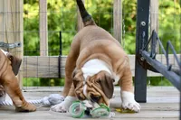 Petunia , a female English Bulldog and Olde English Bulldogge for sale in Grove, OK – 7 of 10