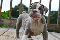 Pepper, a female English Bulldog and Olde English Bulldogge for sale in Grove, OK – 4 of 10