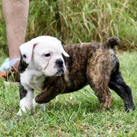 Lola, a female English Bulldog and Olde English Bulldogge for sale in Grove, OK – 7 of 10