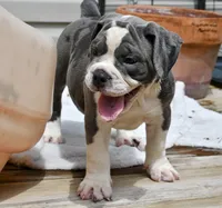 Hazel (blue and white), a female English Bulldog and Olde English Bulldogge for sale in Grove, OK – 5 of 10