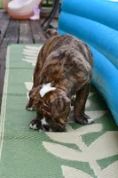 Red, a male Olde English Bulldogge for sale in Grove, OK – 10 of 10