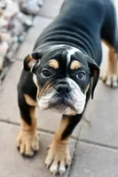 Jack, a male English Bulldog and Olde English Bulldogge for sale in Grove, OK – 8 of 10