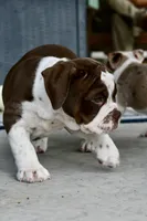 Darla, a female English Bulldog and Olde English Bulldogge for sale in Grove, OK – 7 of 9