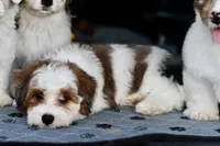 Mabel, a female Miniature Bernedoodle for sale in Grove, OK – 5 of 10