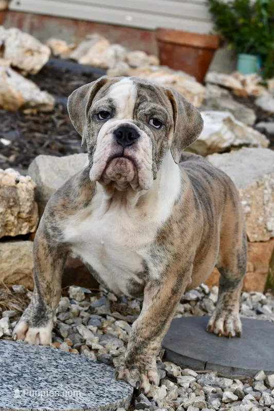 Henry – English Bulldog, Olde English Bulldogge puppy for sale in Grove, OK