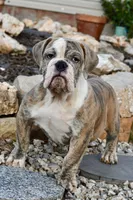 Henry, a male English Bulldog and Olde English Bulldogge for sale in Grove, OK – 1 of 10
