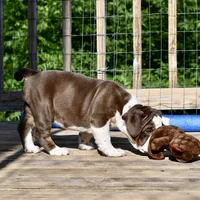 Darla, a female English Bulldog and Olde English Bulldogge for sale in Grove, OK – 5 of 10