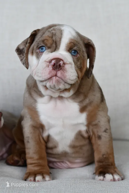 Rascal  – English Bulldog, Olde English Bulldogge puppy for sale in Grove, OK