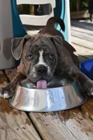 Lexi, a female English Bulldog and Olde English Bulldogge for sale in Grove, OK – 8 of 10