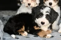 Thelma, a female Miniature Bernedoodle for sale in Grove, OK – 3 of 9