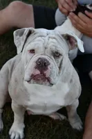 Stuffy, a male English Bulldog and Olde English Bulldogge for sale in Grove, OK – 10 of 10