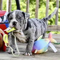 Hoss, a male English Bulldog and Olde English Bulldogge for sale in Grove, OK – 5 of 10