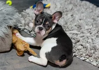 Hoss , a male French Bulldog for sale in Grove, OK – 3 of 4