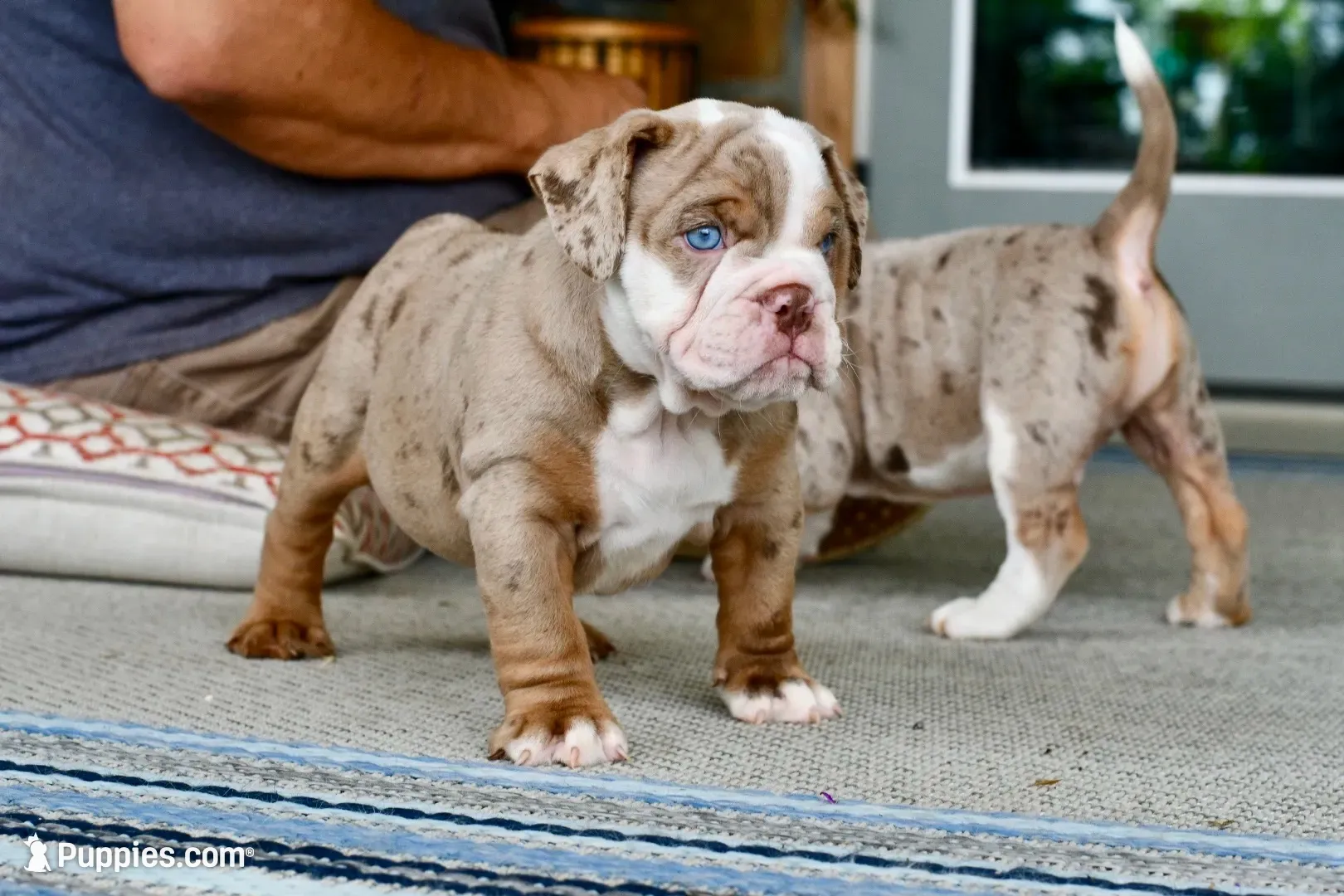 Rascal , a male English Bulldog and Olde English Bulldogge for sale in Grove, OK – 5 of 10