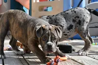 Lexi, a female English Bulldog and Olde English Bulldogge for sale in Grove, OK – 6 of 10