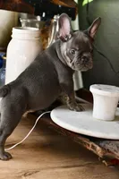 Free delivery Rolla MO 3/8, a male French Bulldog and Olde English Bulldogge for sale in Grove, OK – Photo 8 of 10