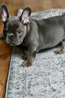 Free delivery Rolla MO 3/8, a male French Bulldog and Olde English Bulldogge for sale in Grove, OK – Photo 6 of 10