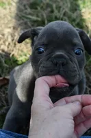 Bruce, a male French Bulldog and Olde English Bulldogge for sale in Grove, OK – Photo 2 of 7
