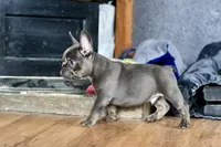 Free delivery Rolla MO 3/8, a male French Bulldog and Olde English Bulldogge for sale in Grove, OK – Photo 9 of 10