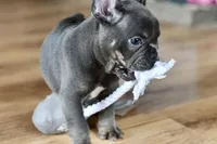 Free delivery Rolla MO 3/8, a male French Bulldog and Olde English Bulldogge for sale in Grove, OK – Photo 10 of 10