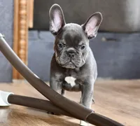 Free delivery Rolla MO 3/8, a male French Bulldog and Olde English Bulldogge for sale in Grove, OK – Photo 1 of 10