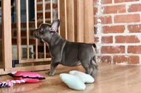 Free delivery Rolla MO 3/8, a male French Bulldog and Olde English Bulldogge for sale in Grove, OK – Photo 7 of 10