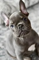 Free delivery Rolla MO 3/8, a male French Bulldog and Olde English Bulldogge for sale in Grove, OK – Photo 3 of 10