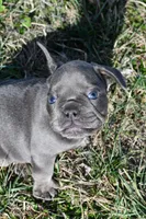 Bruce, a male French Bulldog and Olde English Bulldogge for sale in Grove, OK – Photo 5 of 7