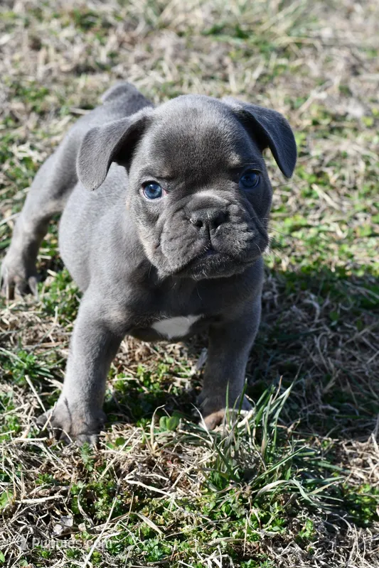 Bruce, a male French Bulldog and Olde English Bulldogge for sale in Grove, OK – Photo 1 of 7